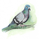 Pombo-correio