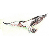 Águia-pescadora