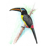 Araçari-letrado