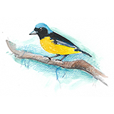 Bonito-fogo