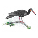 Trombeteiro