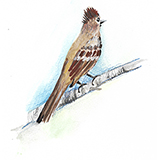 Maria-acorda